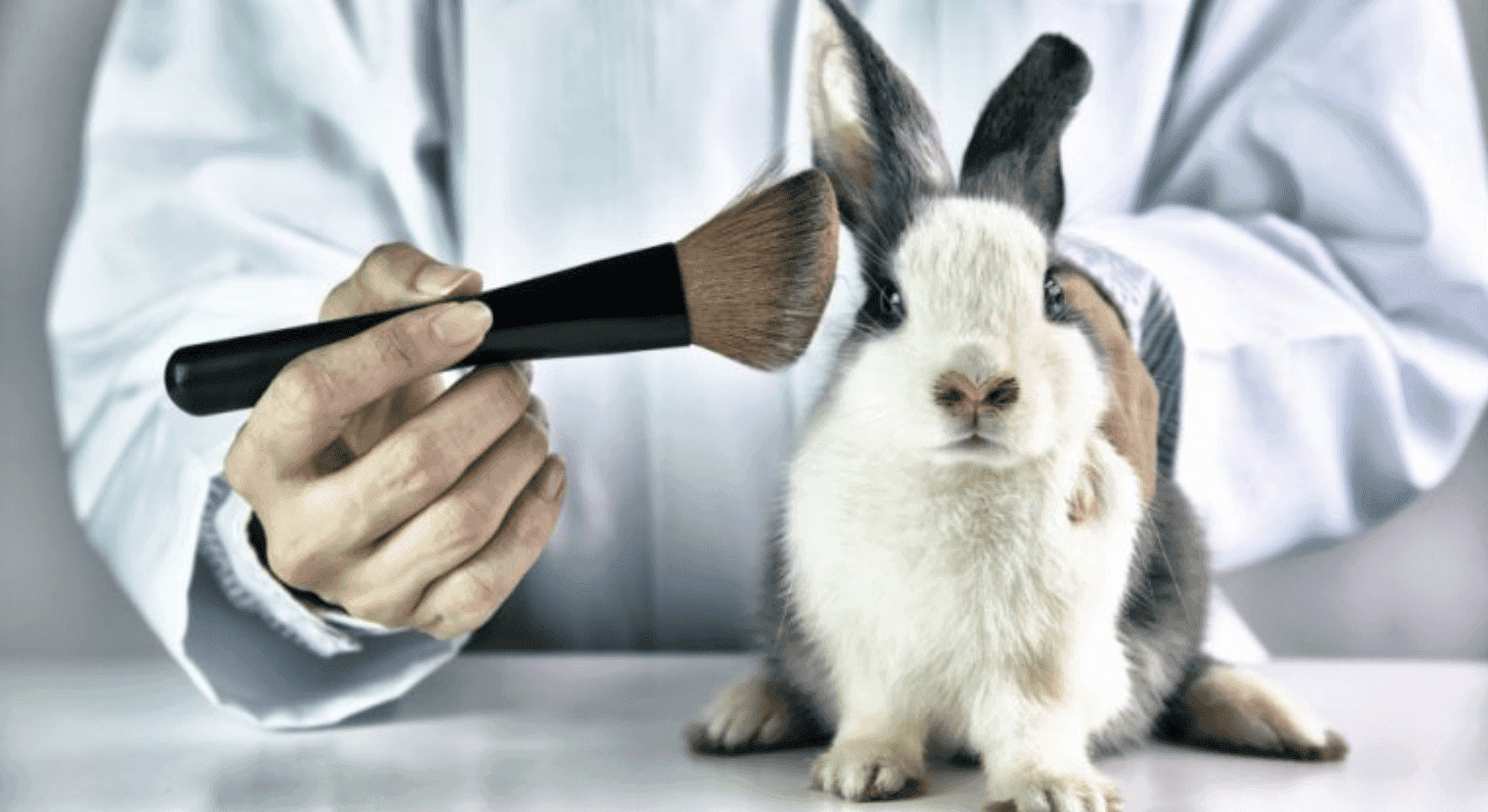 In the photo a rabbit being used for cosmetic purposes